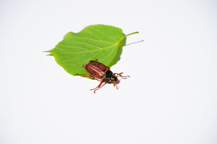 Maikäfer, Beetle, insecte, krabbeltier, printemps, mai, Créature :