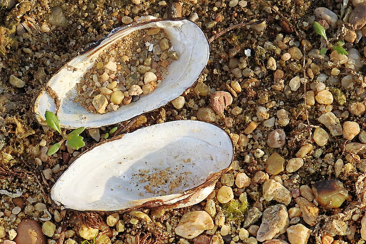 shell, river shell, riverside, pebble