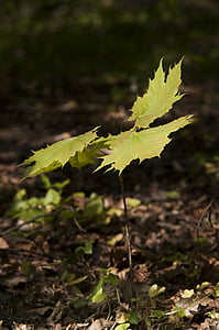 hutan, Maple, musim semi, tombol, pohon, bibit, pertumbuhan