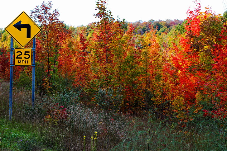 otoño, caída, árboles, hojas, colores, colores, límite de velocidad