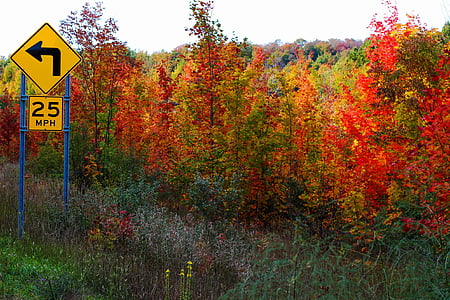 το φθινόπωρο, πτώση, δέντρα, φύλλα, χρώματα, χρώματα, όριο ταχύτητας