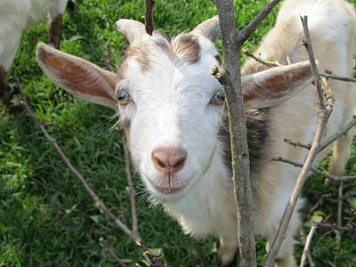 cabra, curioso, lindo, cabeza de cabra, con cuernos, cabra doméstica, fotografía de vida silvestre