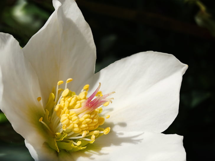 Christrose, Blüte, Bloom, weiß, Blume, Anemone blanda, früh blühende Pflanze