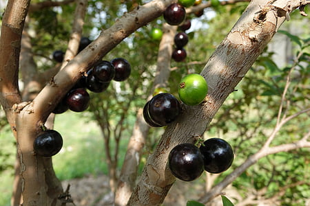 плод Грета Гарбо, дерево-виноград, фрукты, фиолетовый, фрукты факт веревки веревки
