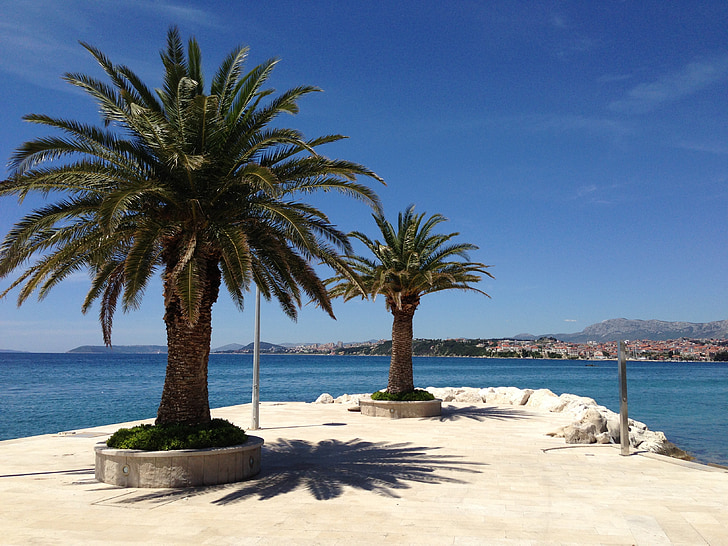 palmboom, strand, zon, vakantie, zandstrand, natuur, Canarische eilanden