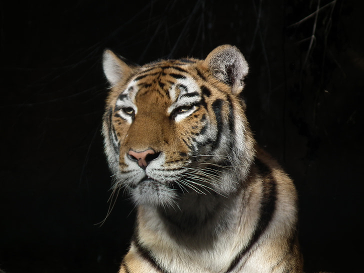 tiger, animal, cat, animal world, predator, portrait