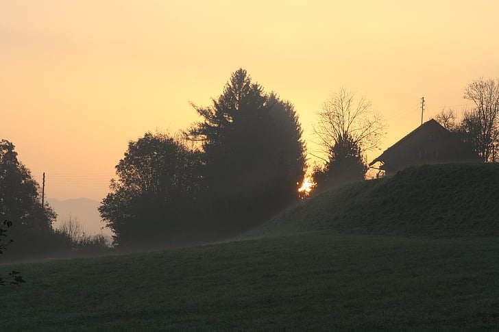 sun, morning, meadow