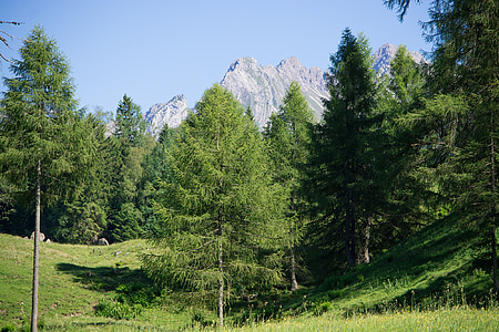 landskab, natur, sommer, ENG, Alpine eng, træer, nåletræer