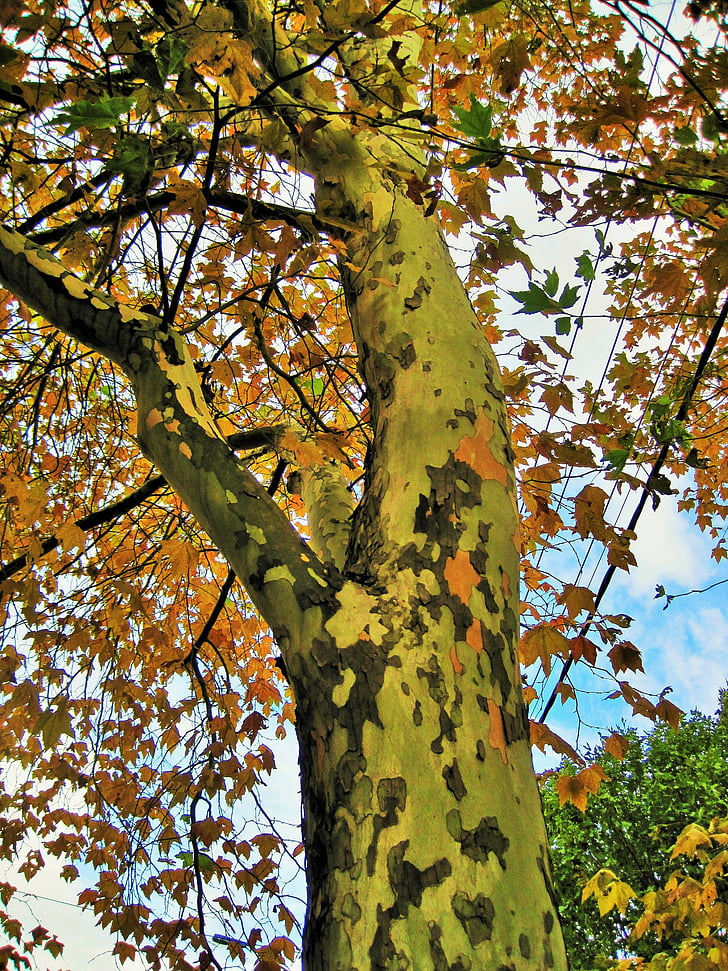 plataner, arbre, tronc, d'alçada, fulles, fullatge, groc