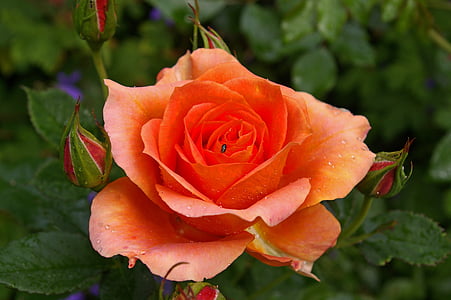 Rožė, oranžinės rožės, oranžinė, žiedų, žydėti, gėlė, puokštė