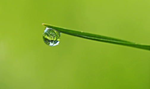 blade of grass, dew, drop of water, green, leaf, macro, plant