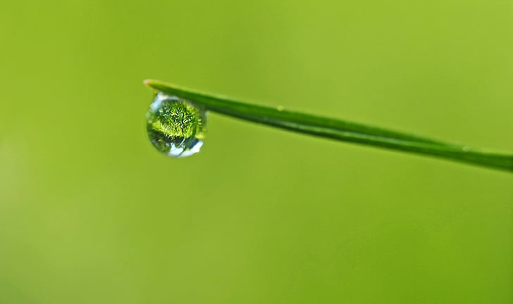 tanaman, alam, hidup, drop, embun, titisan hujan, warna hijau