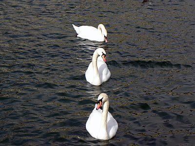cisnes, Lago, água, Zurique