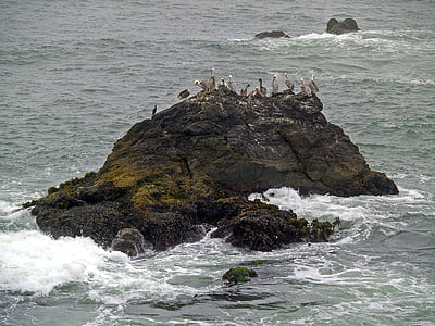 pelicans, rock, water, pacific, ocean, bird, shoreline