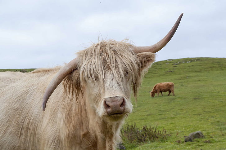 Highland ko, Skotland, Highland, skotske, behårede, kvæg, landskab
