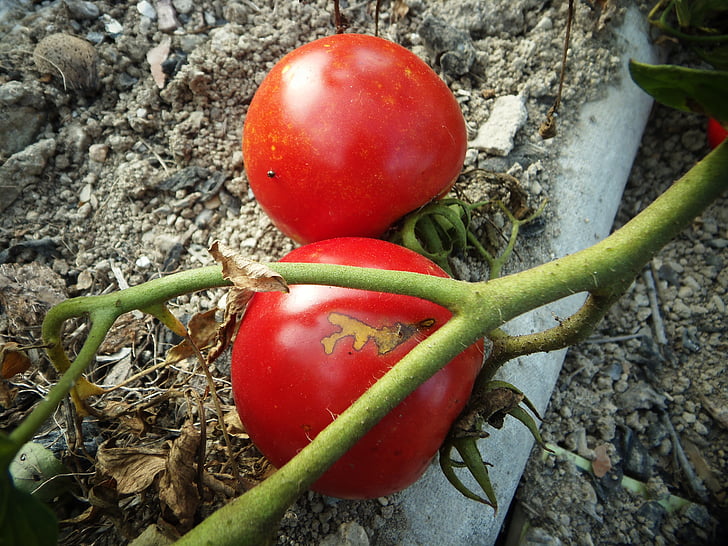 tomat, Aed, punane, köögiviljad, puu, loodus, Orchard