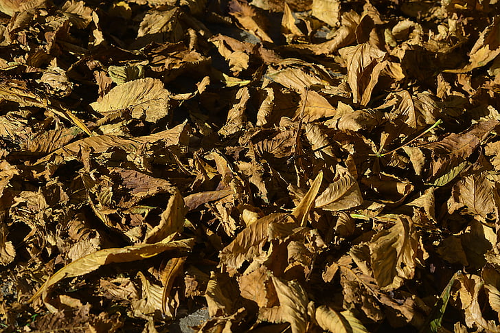 leaves, fall, autumn leaves, nature, yellow, color, autumn leaf
