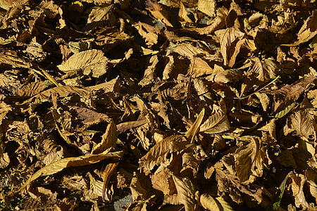lišće, jesen, jesenje lišće, priroda, žuta, boja, Jesenski list
