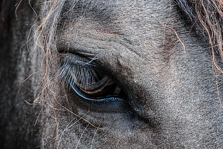 close, view, black, horse, s, eye, face