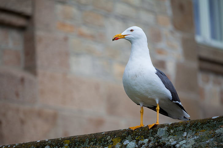 animal photography, bird, seagull, building, standing, landscape, nature