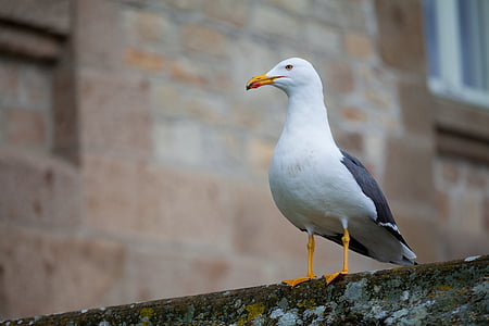 dieren fotografie, vogel, Seagull, gebouw, staande, landschap, natuur