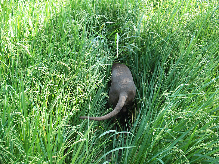šuo, uostyti, paieška:, uodega, žaliavinių ryžių, kraštovaizdžio, Bernese