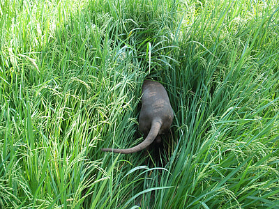 dog, sniffing, search, tail, paddy, landscape, weimaraner