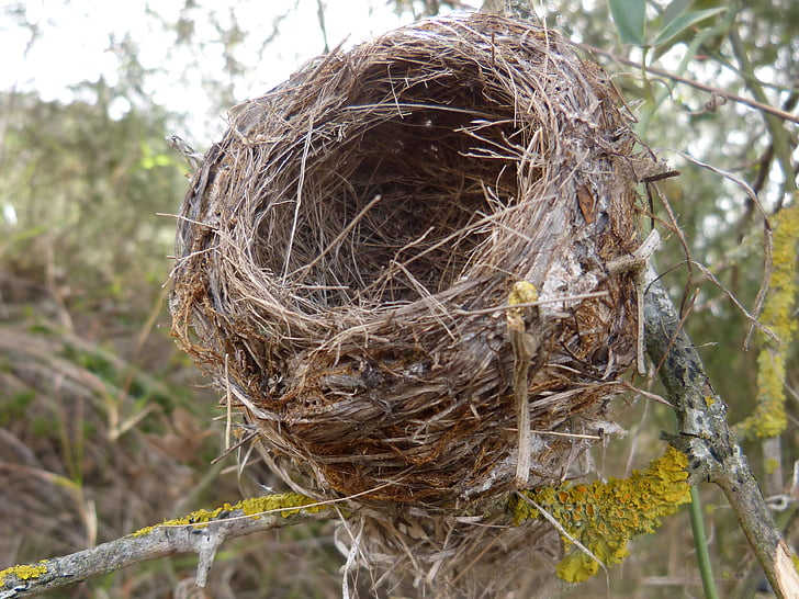 nest, Vogelnest, Live, concept, symbool, huisvesting