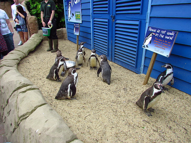 pingvīns, zooloģiskais dārzs, ejot, putns