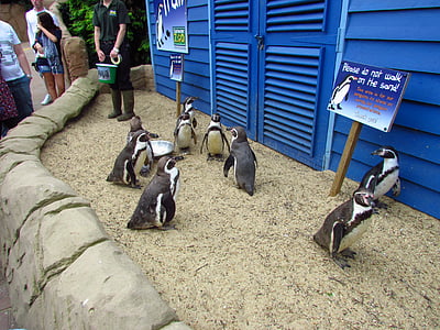 pingviin, Zoo, kõndimine, lind