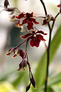 orquídeas, com efeito de estufa, flor, flor, planta, natureza, botânica