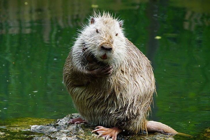 nutria, thinks, after