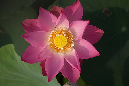 Lotus, bunga, alam, air, tanaman, mekar, Blossom