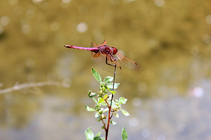 dragonfly, beetle, red