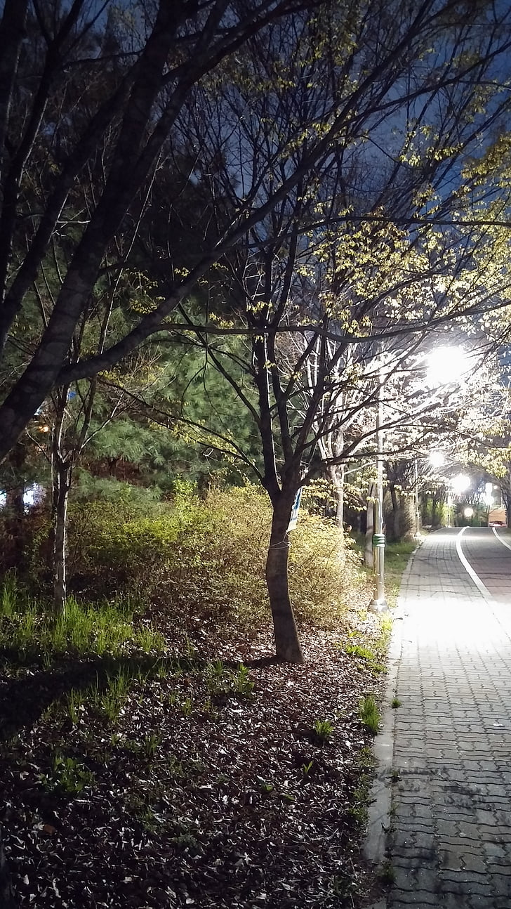 село, нощ, улица, разходка, дърво, природата, на открито