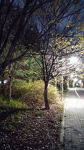 küla, öö, Street, jalutuskäigu, puu, loodus, Õues