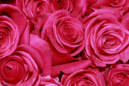 roosid, lilled, punane, roosa, Ecuador, Roosi - lill, kroonleht