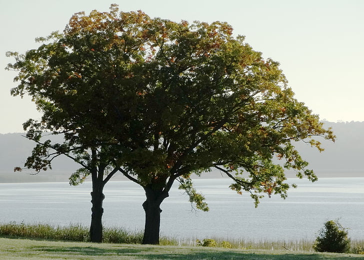 nature, trees, landscape