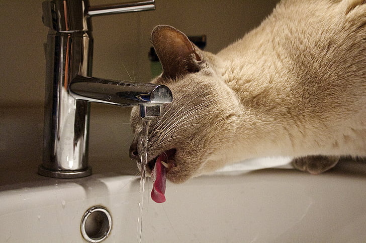 mačka, vode, pipa
