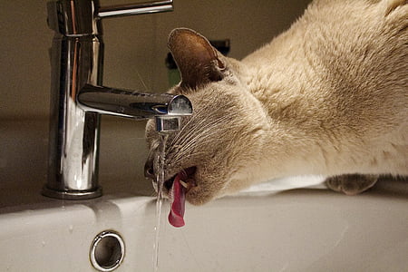 gatto, acqua, rubinetto