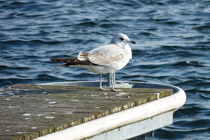 masuria, lake, seagull, bird, white, holidays, water