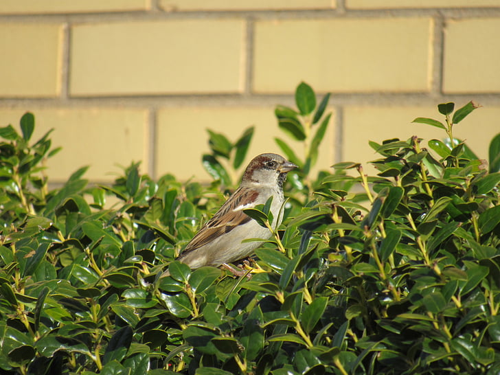 con chim, bức tường gạch, Thiên nhiên, động vật hoang dã, Sparrow, perched, đậu