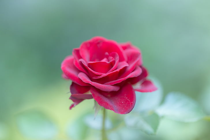 селективни, снимка, розово, Роза, червен, венчелистче, цвете