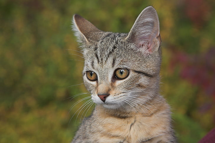 kucing, Manis, hewan, hewan peliharaan, kucing domestik, hewan peliharaan, hewan