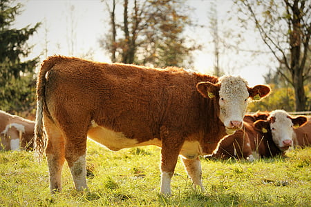 крава, ливада, крави, животните, пасища, природата, едър рогат добитък