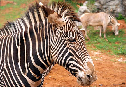 zebra, animals, mammal, stripes, africa