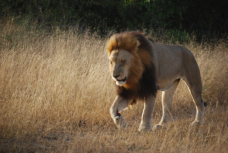 lejon, Sydafrika, Afrika, Safari, Predator, Leo, katt