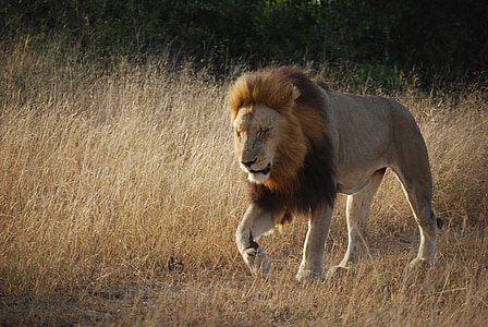Liūtas, Pietų Afrika, Afrika, Safari, plėšrūnas, Liūtas, katė