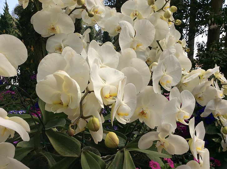 Orchid, blomst, Thailand, hvit, Blossom, natur, blomster