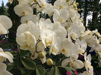 orquídia, flor, Tailàndia, blanc, flor, natura, floral